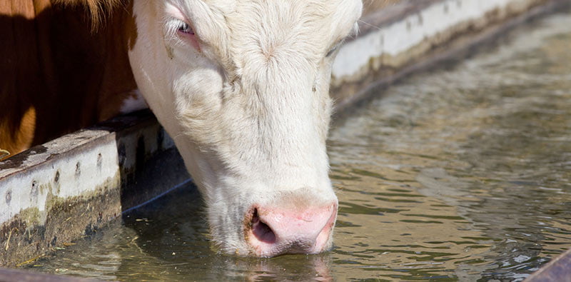 Choosing a Feeding & Water Trough